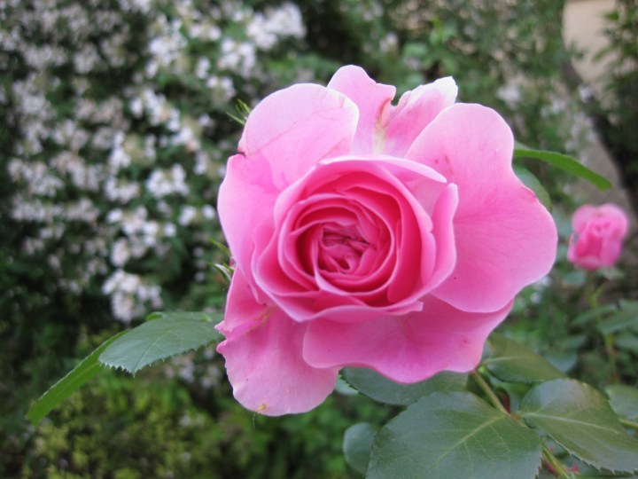 Im Garten des&nbsp;Malers