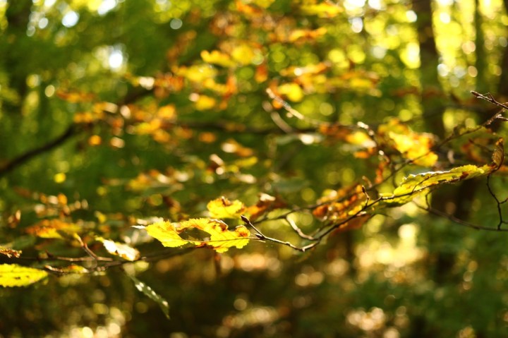 Herbstspaziergang im Schlosspark Laxenburg_Blätter