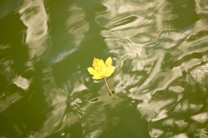 Tullner Aubad im Herbst_Blatt im See