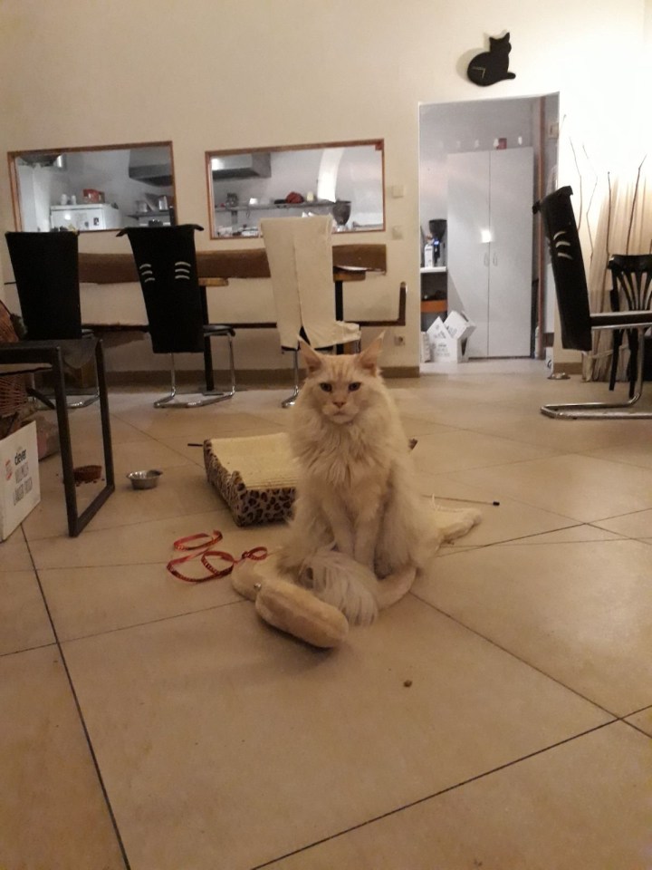 Im Wiener Katzencafé Neko.jpg