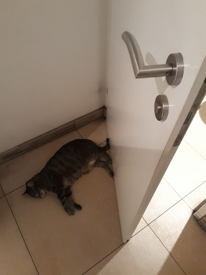 Katze am Klo_Café Neko