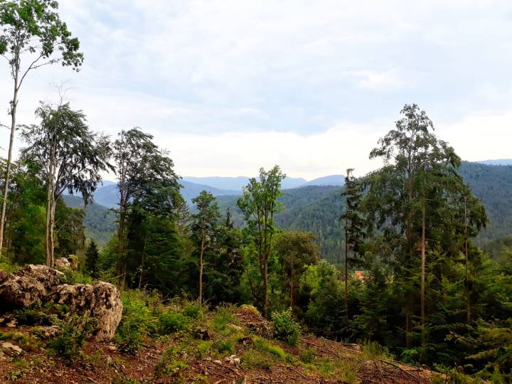 Ausblick Haussteinrundweg Myrafälle