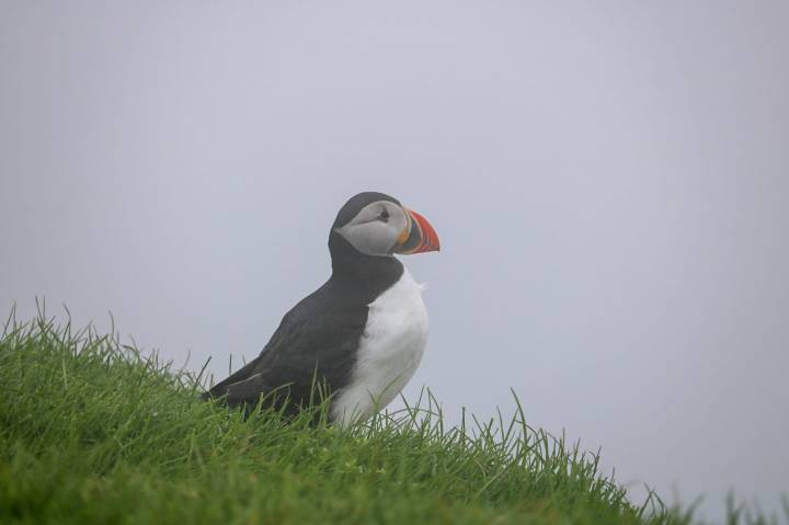 Färöer Inseln_Mykines_Papageientaucher