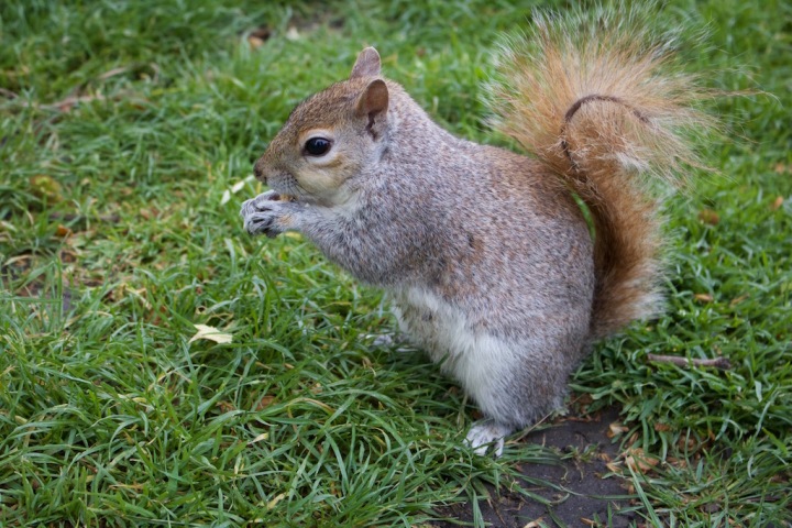 St. James's Park London Eichhörnchen