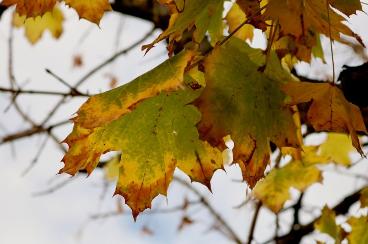 Bunte Blätter im Herbst.jpeg