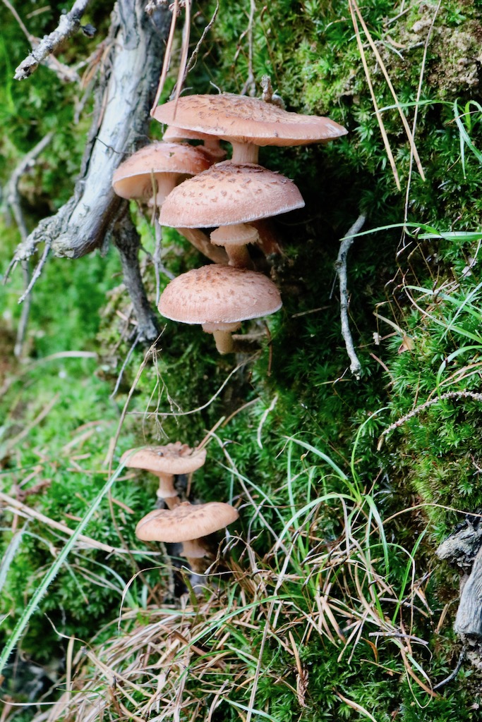 Die schönsten Herbstfotos_Waldpilze_Tragwein
