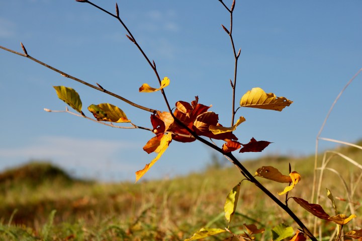 Fotoparade: Goldener Herbst – meine schönsten&nbsp;Herbstaufnahmen