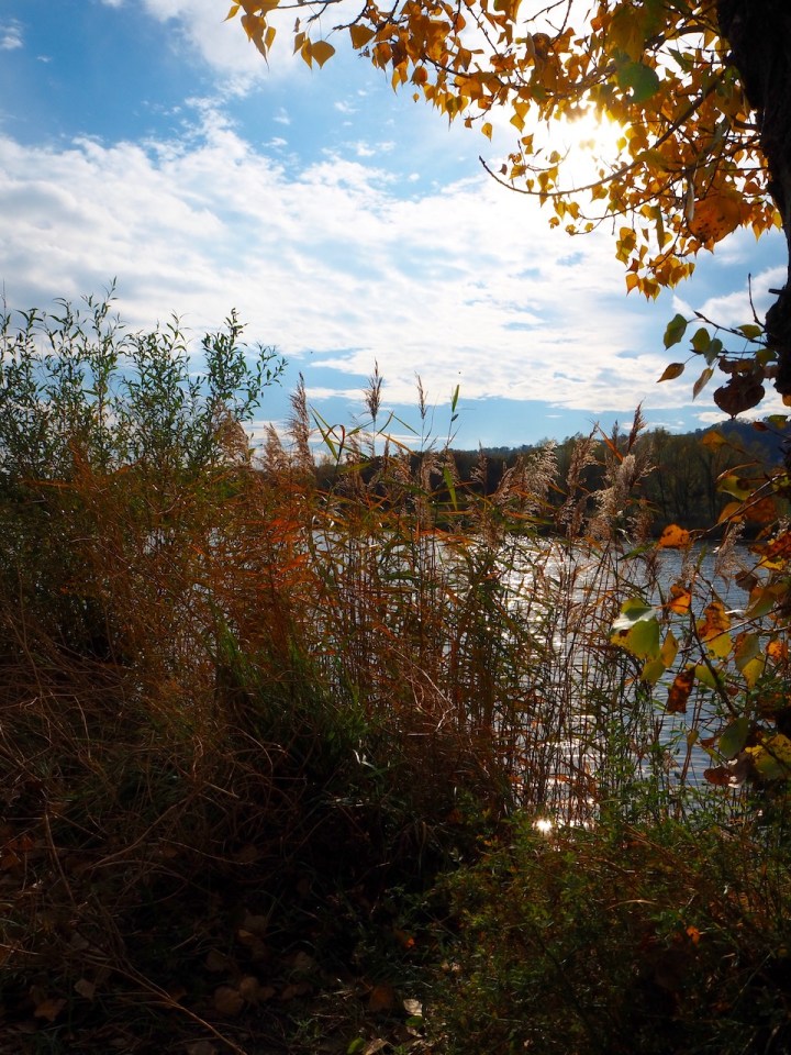 Herbstsonne Donau Wien.jpg
