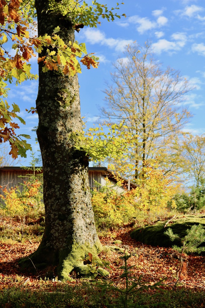 Goldener Herbst in Tragwein