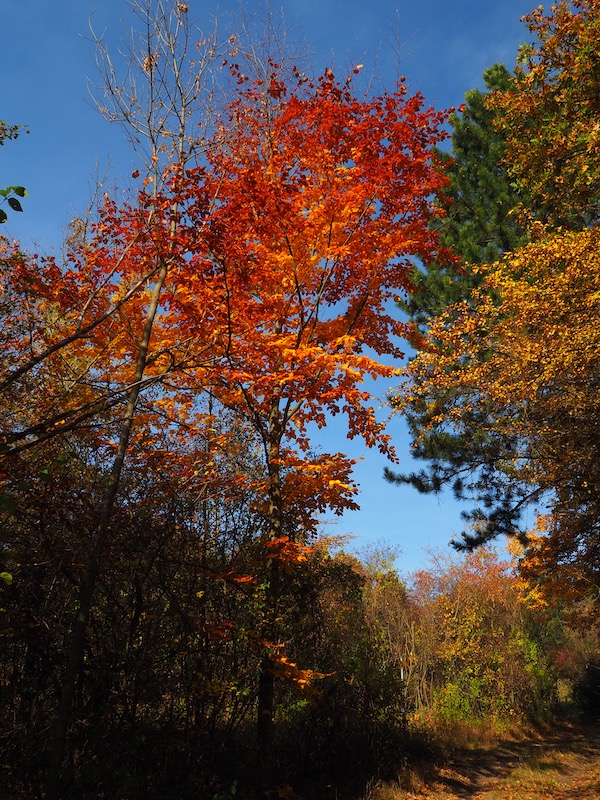 Bunte Blätter.jpg