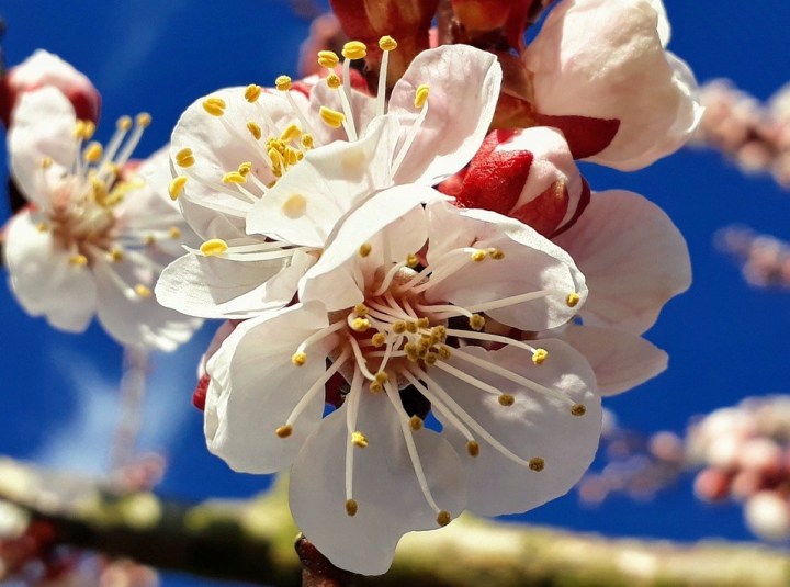 Marillenblüte in der Wachau: Lohnt sich ein&nbsp;Ausflug?