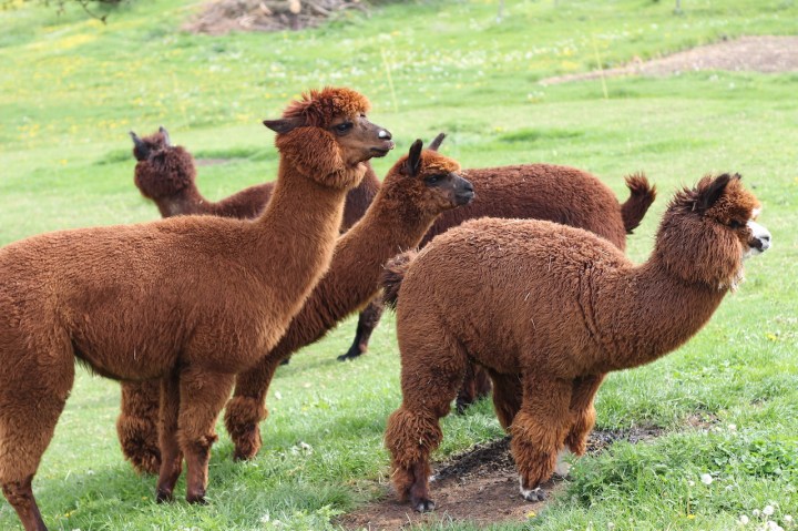 Alpakaliebe