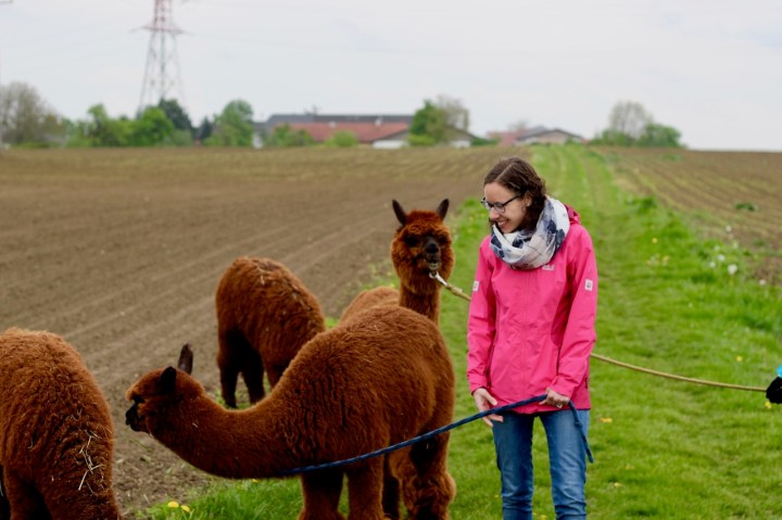 Alpakaspaziergang in Wilhering