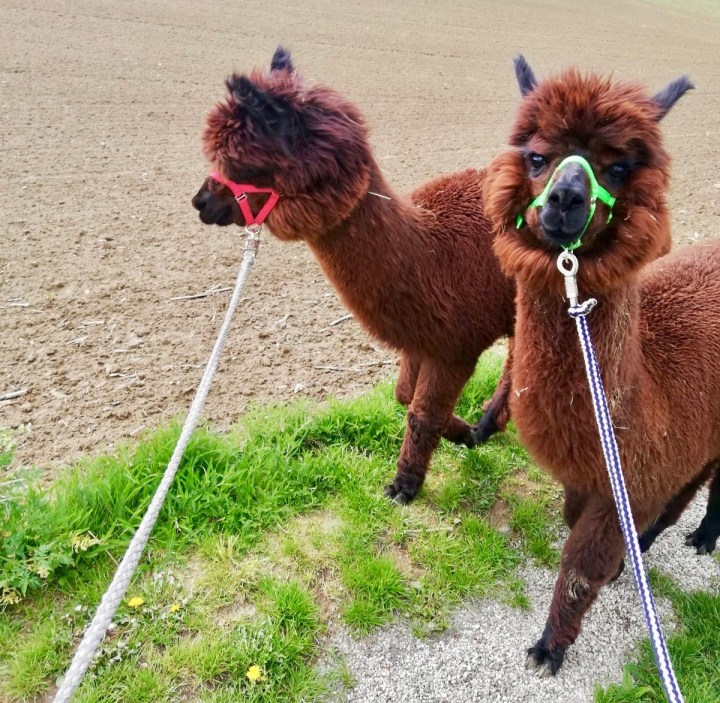 Alpakawanderung in Wilhering