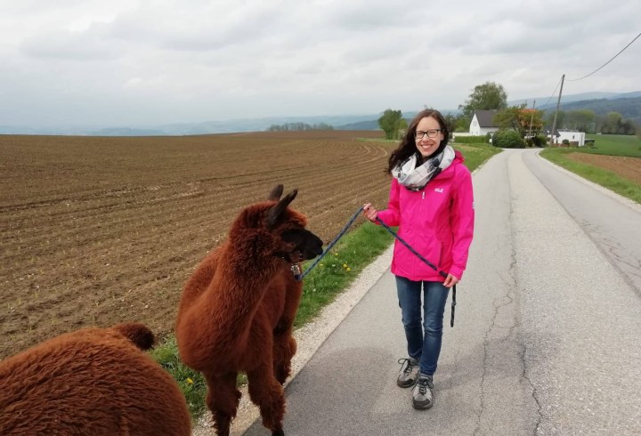 Meine erste Alpakawanderung