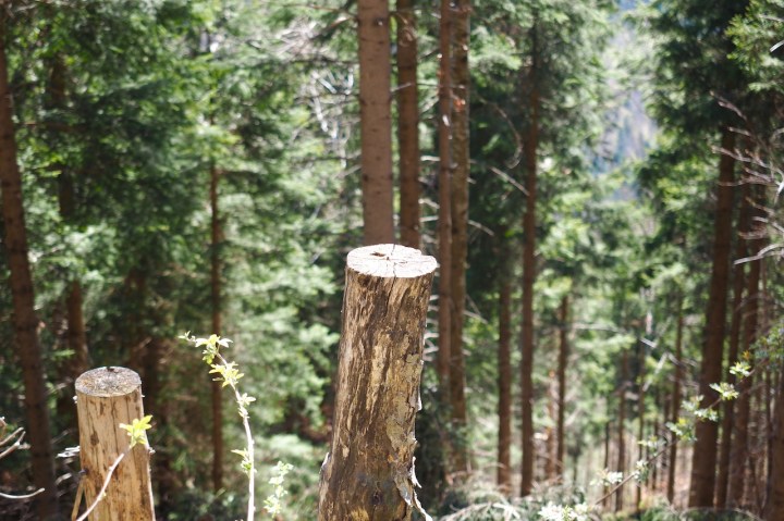 Wanderung zum Laudachsee_Wald.jpeg