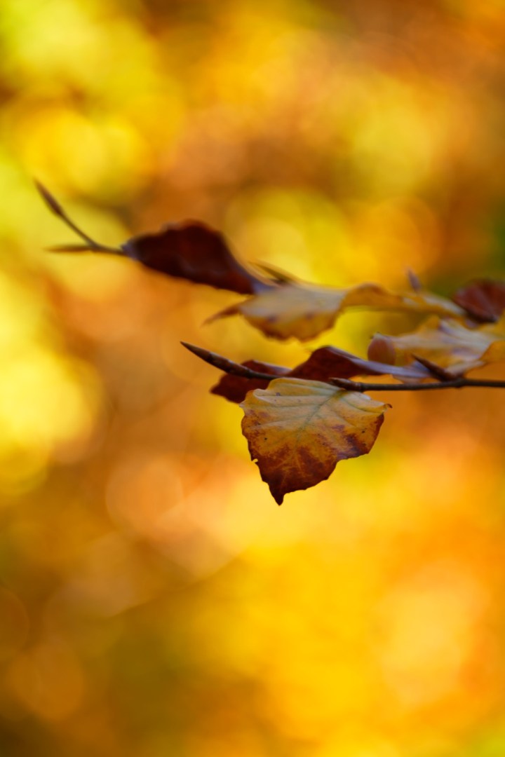 Bunter Herbst in Wien