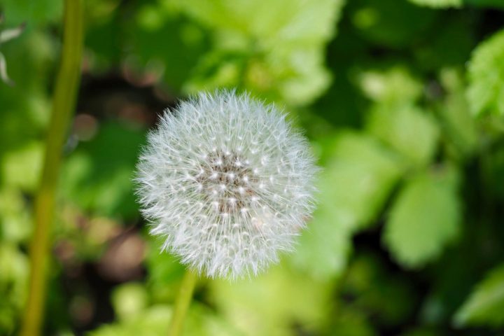 Fotoparade schönstes Foto Pflanze Löwenzahn